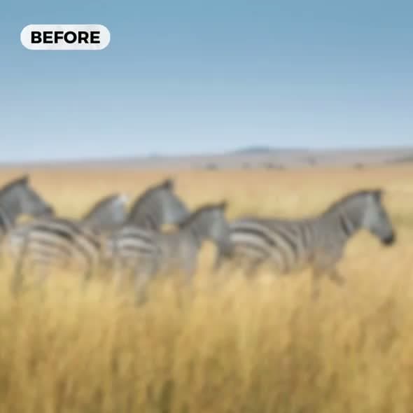 A poster for the Unblur Sharpen tool showing a wildlife photograph before or after sharpening.